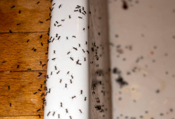Reliable Big Spring, TX Pest Control Solutions